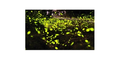 Lites