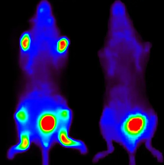 IVISense Arthritis Fluorescent Imaging Panel