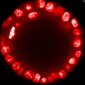 PhenoVue DRAQ5 Total Cell Nuclear Stain, 50 µL