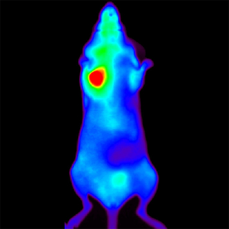 IVISense Vascular 680 Fluorescent Probe (AngioSense)