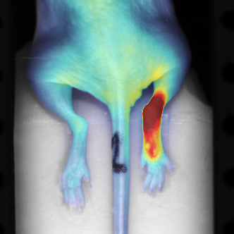 IVISense Inflammation Fluorescent Imaging Panel