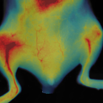 IVISense Vascular Fluorescent Imaging Panel