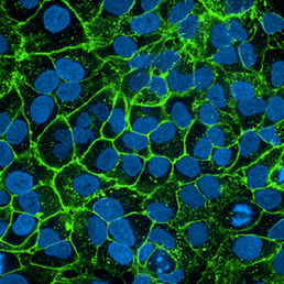 Fluorescent Probes for Organelles & Subcellular Compartments